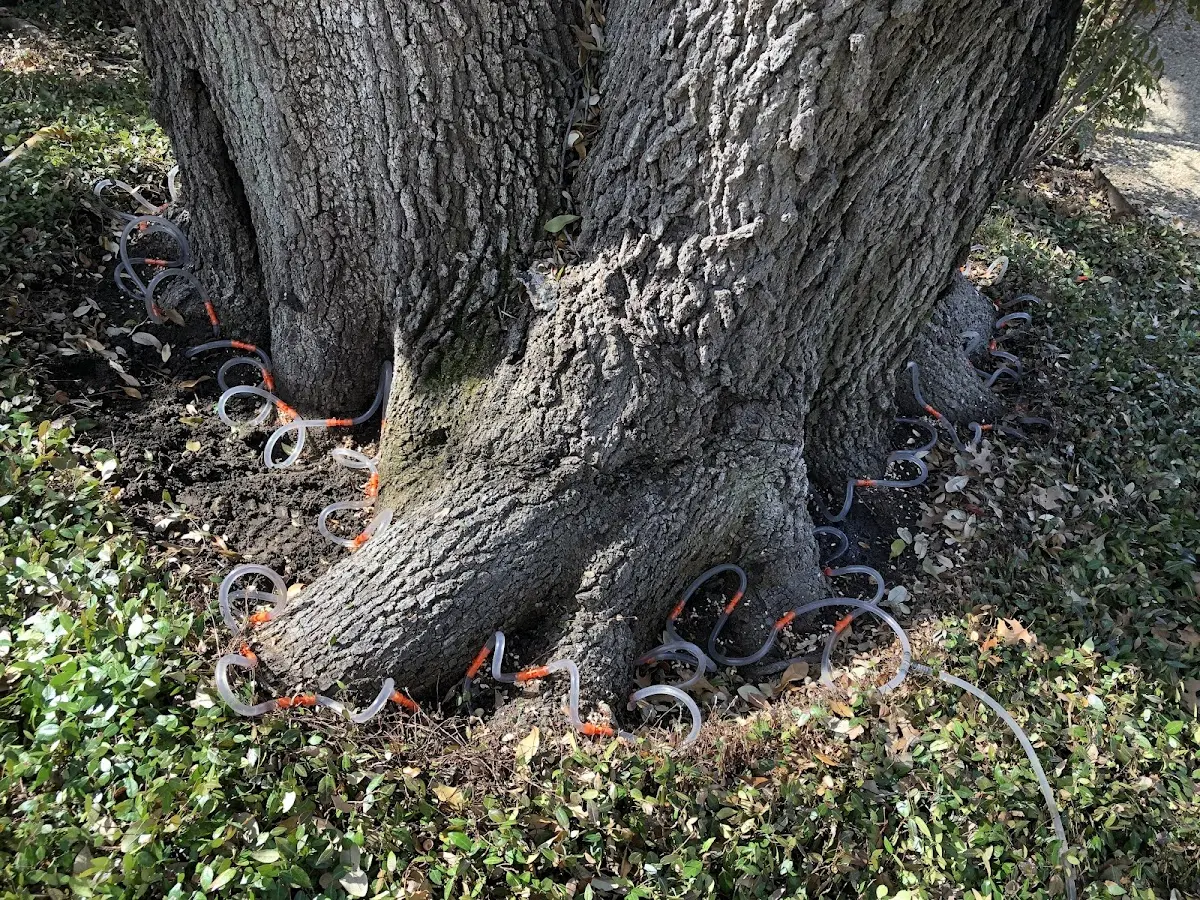 Detailed Tree Cabling and Bracing job site in Glencoe