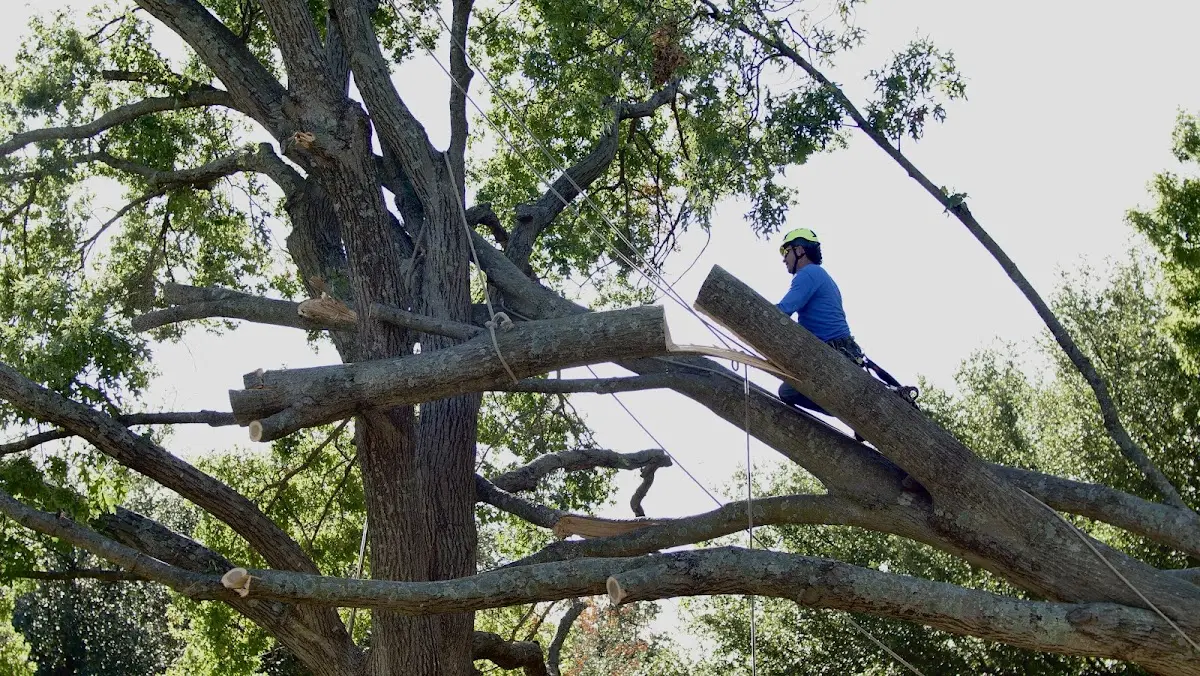 Professional Hazardous Tree Removal performed by certified arborists in Glencoe
